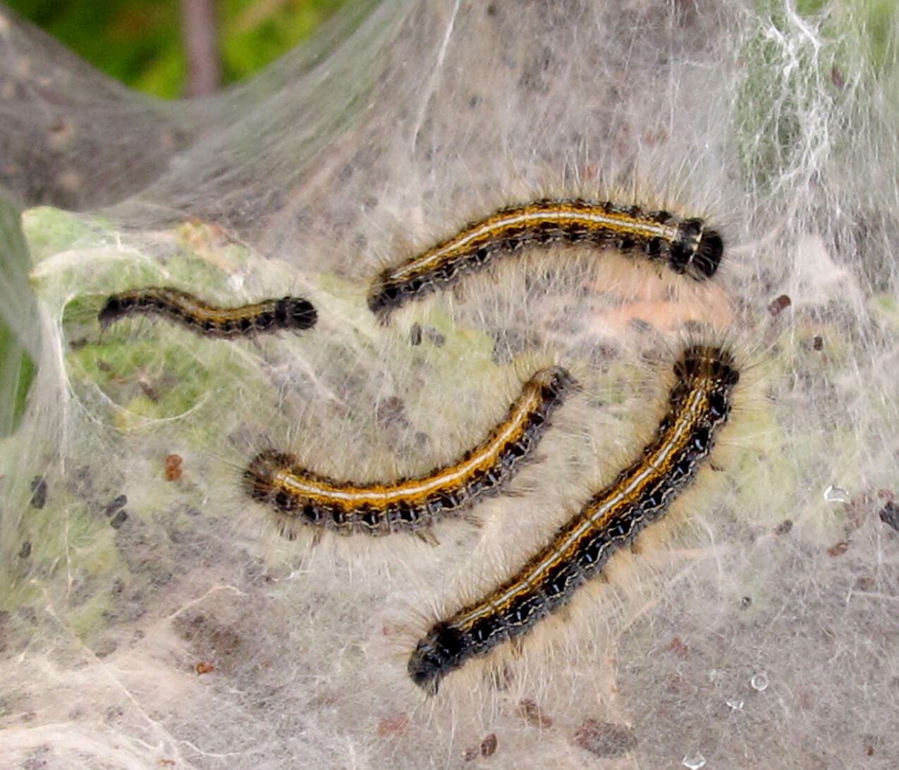 Image de Malacosoma americanum