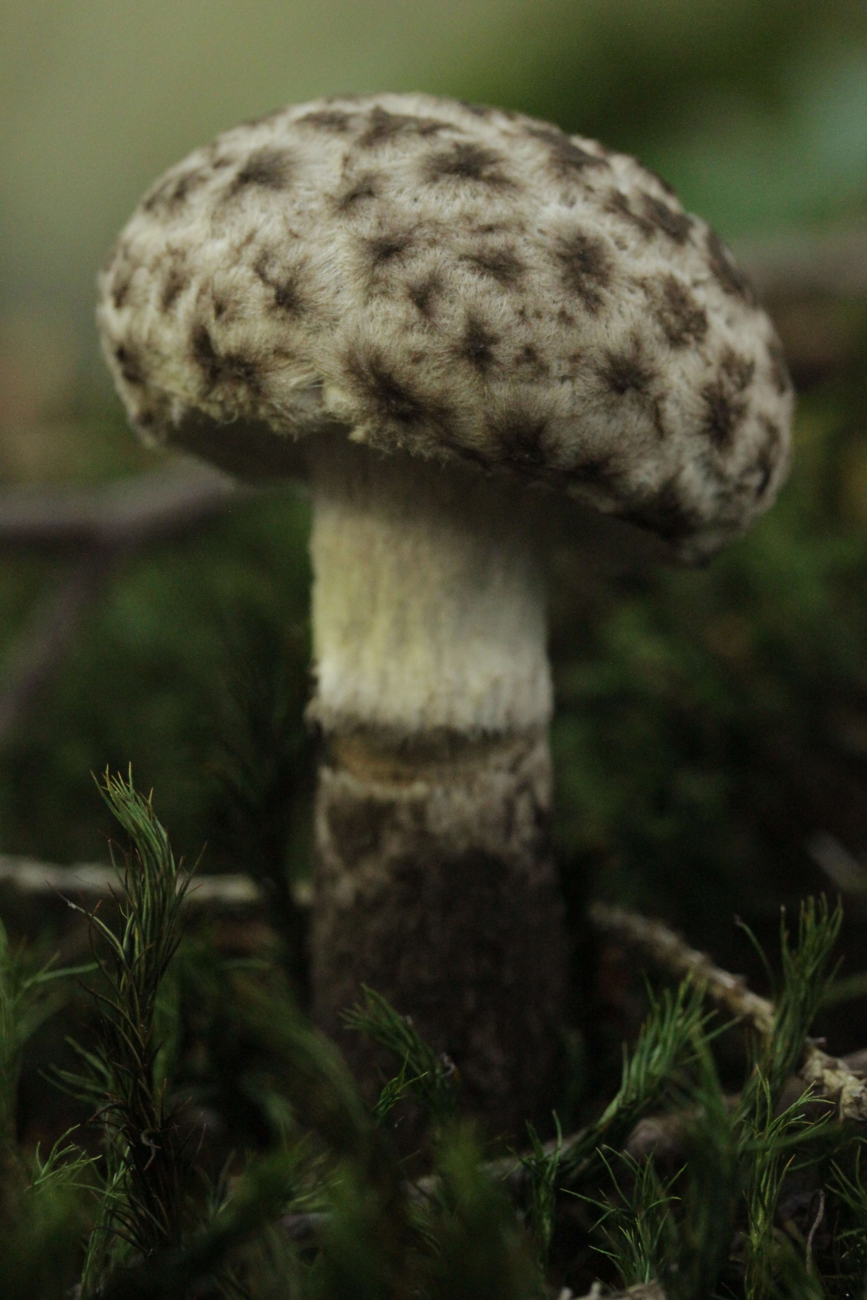 Слика од Strobilomyces strobilaceus (Scop.) Berk. 1851