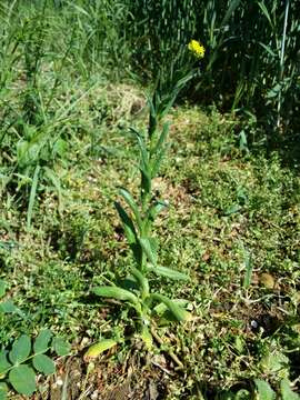 Image of ball mustard