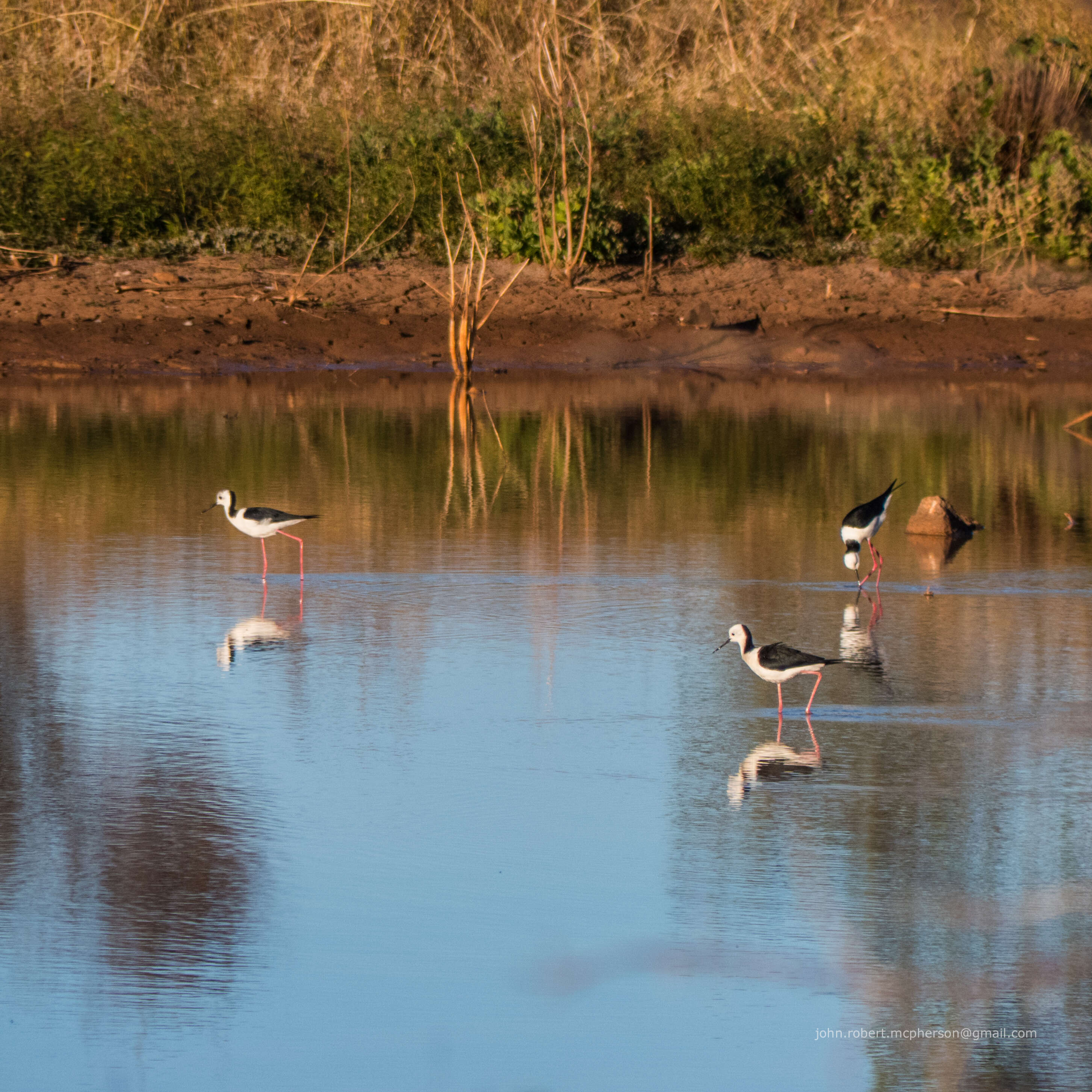 Image of Pied Stilt