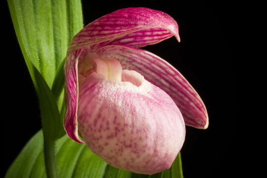 Image of Large-flowered Cypripedium