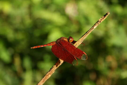 Image of Black Stream Glider