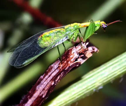 Image of Green Mantisfly