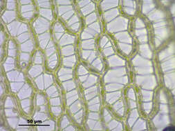 Image of papillose sphagnum