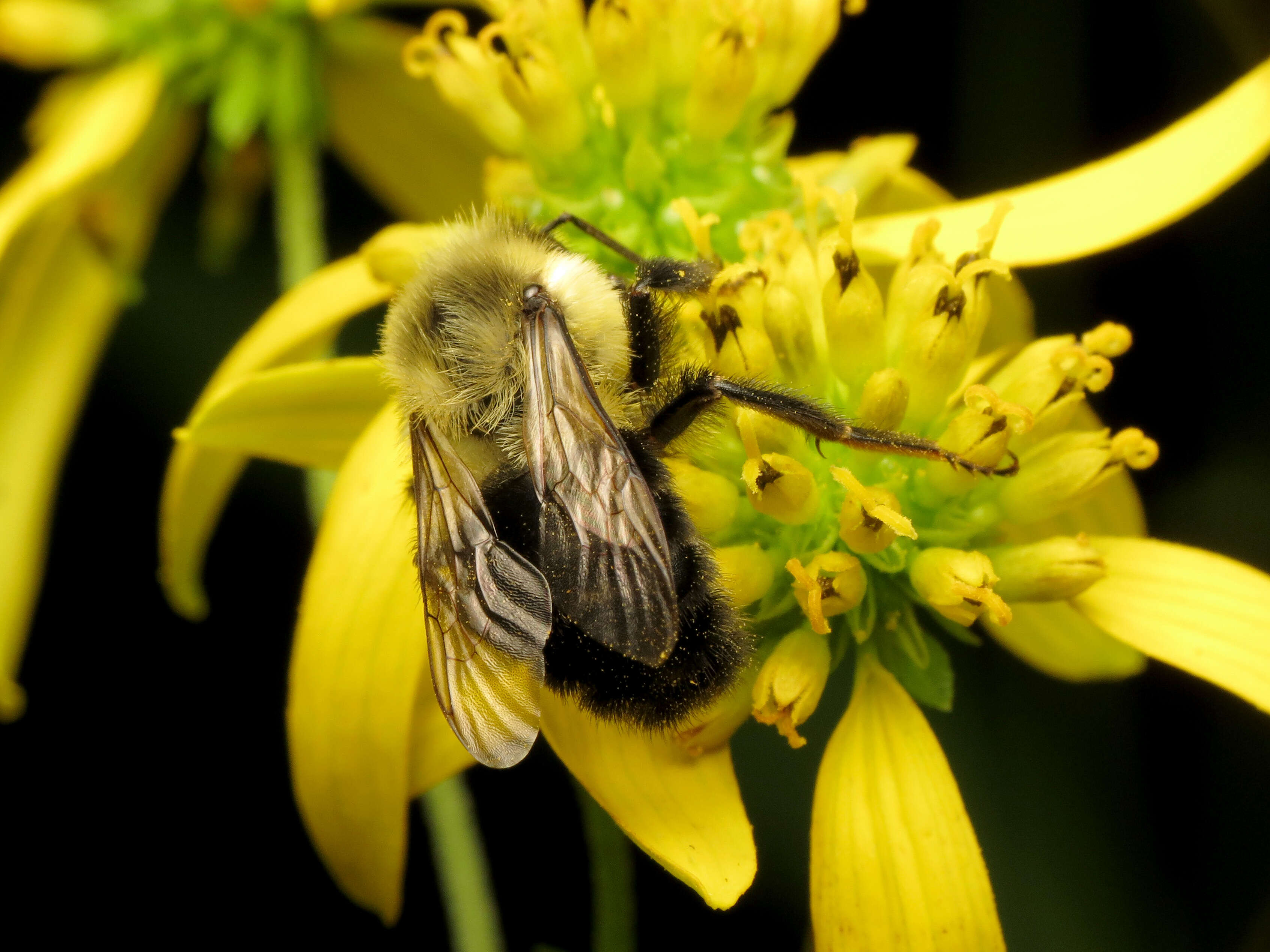 Image of Common Eastern Bumblebee