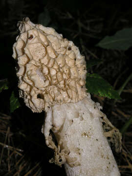 Image of Stinkhorn