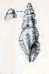 Image of Pseudorhaphitoma scitula (E. A. Smith 1884)