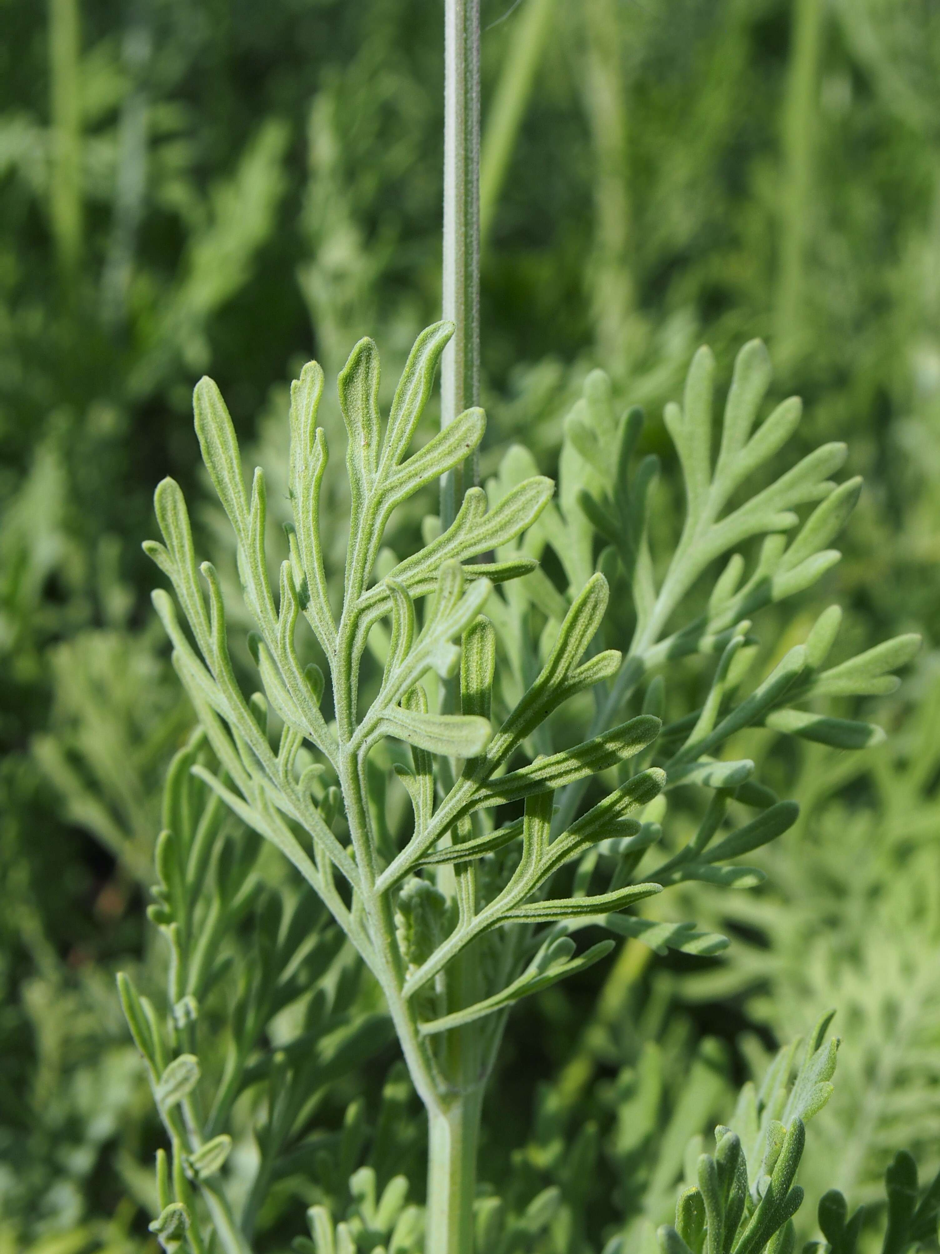 Plancia ëd Lavandula pinnata Lundmark