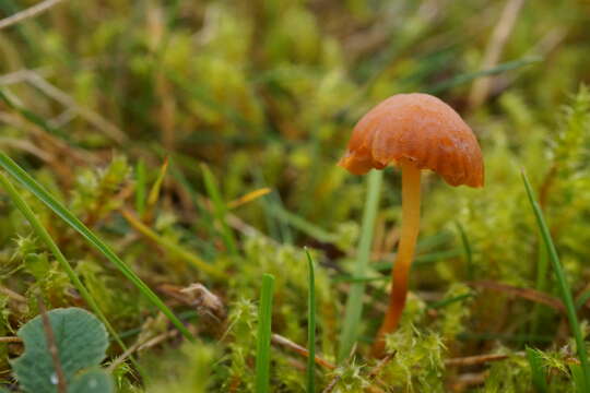 Imagem de Galerina graminea (Velen.) Kühner 1935