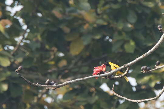 Image of Black-hooded Oriole