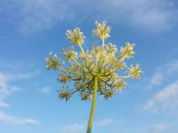 Image of Queen Anne's lace