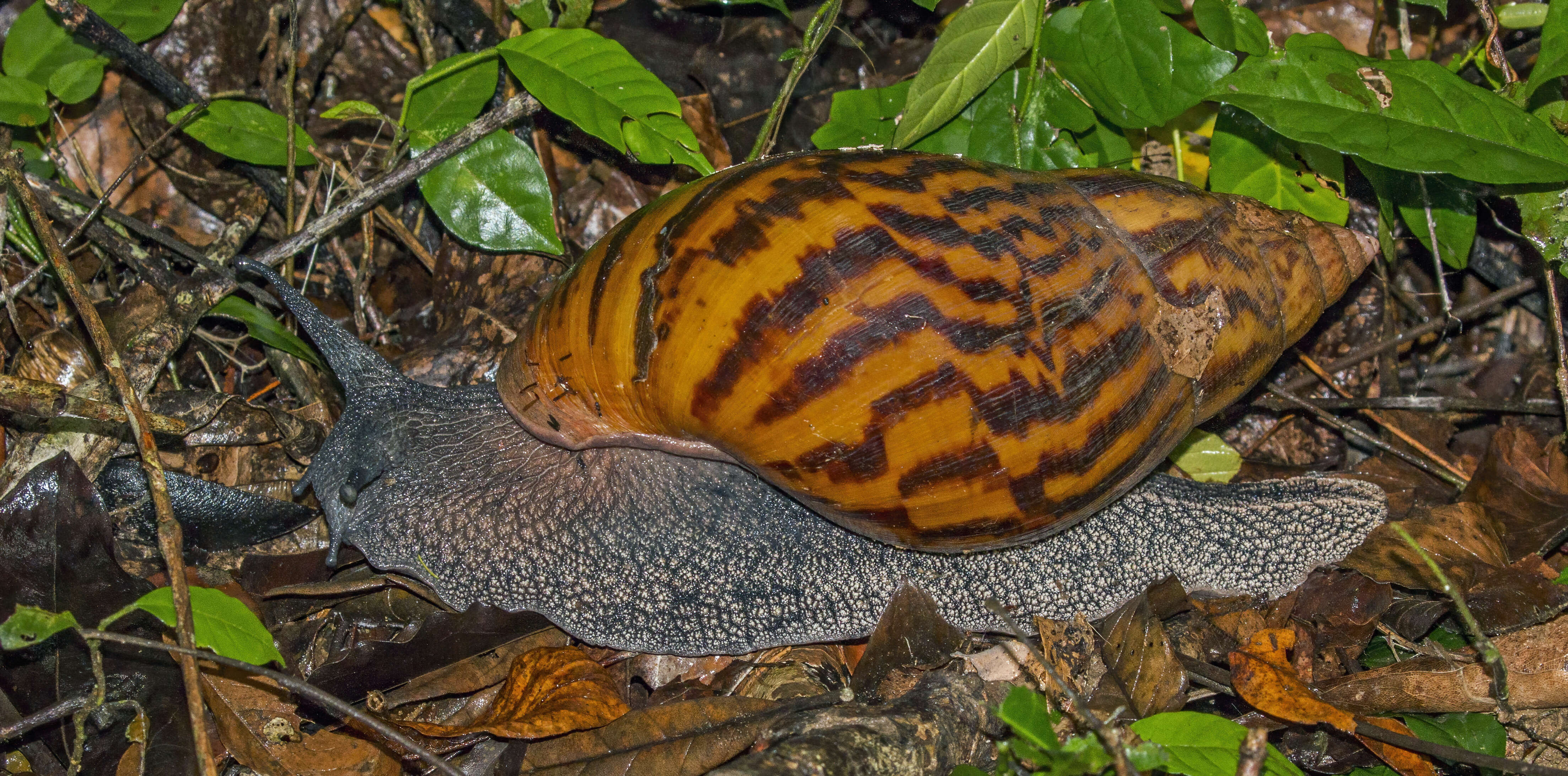 Image of giant Ghana tiger snail