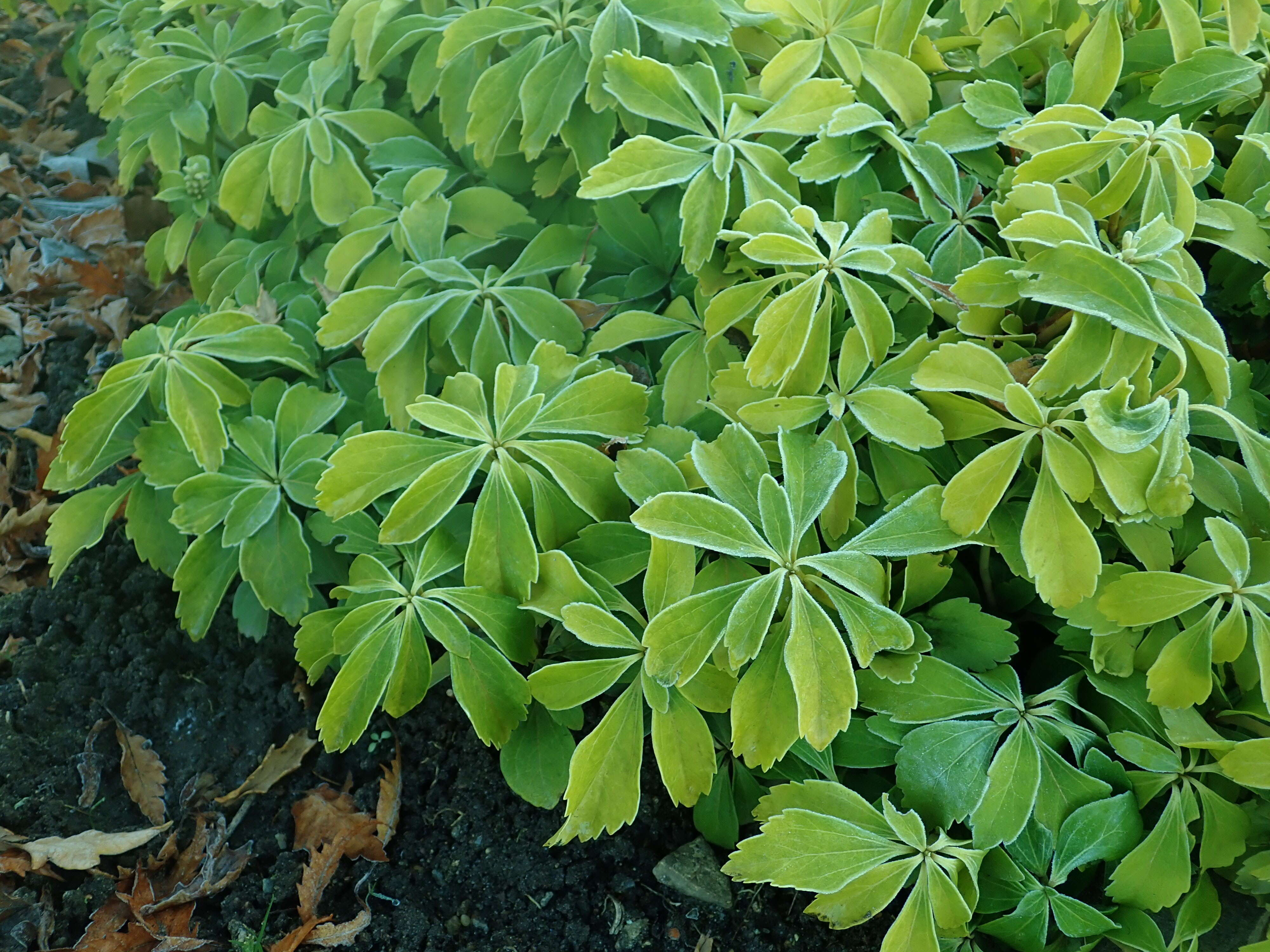 Image of Japanese pachysandra