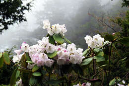 Imagem de Rhododendron wallichii Hook. fil.