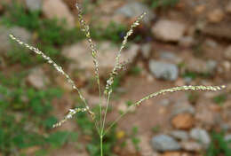 Image of summergrass