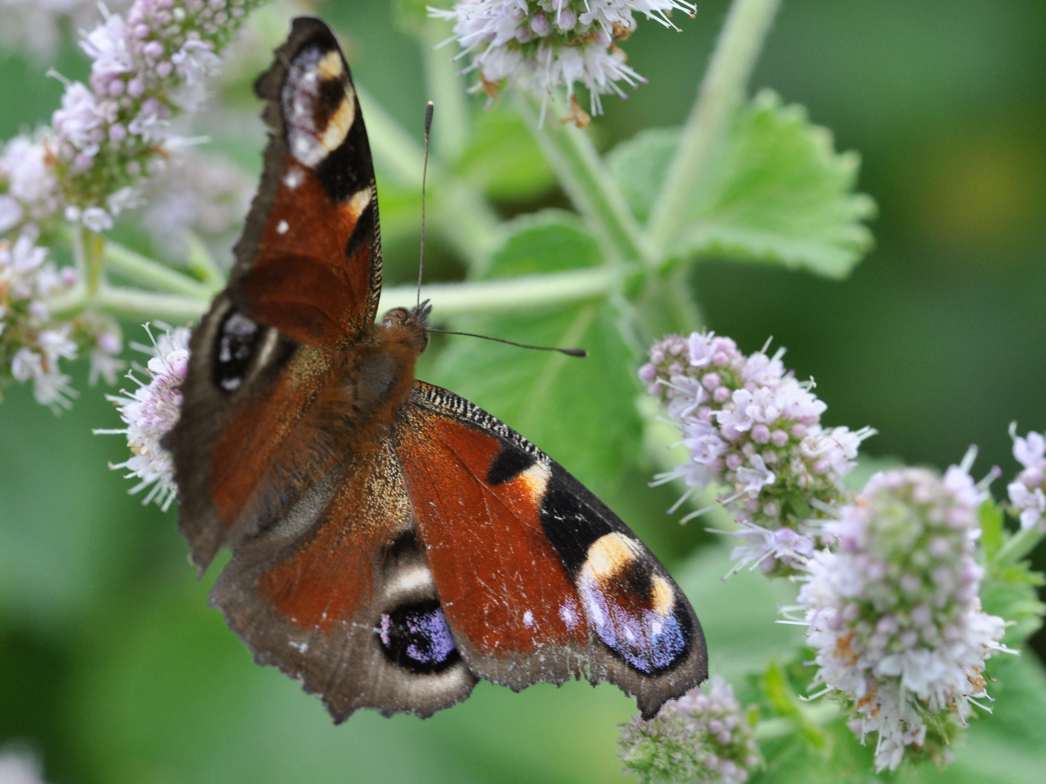 Image of Apple Mint