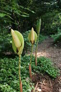 Amorphophallus dunnii Tutcher resmi