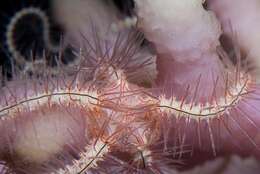 Image of Ophiurid Brittle Stars