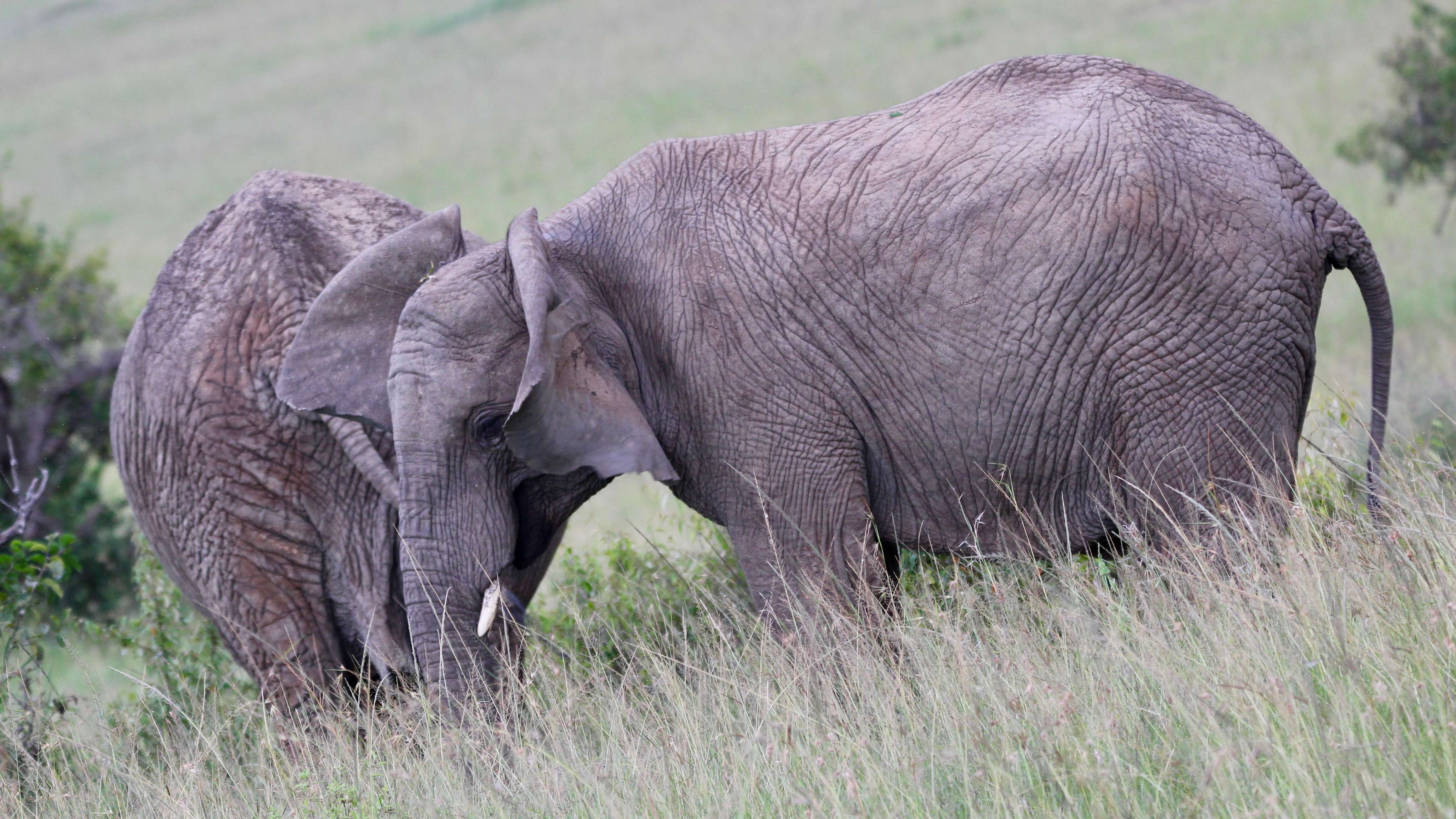 Image of African elephant