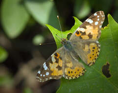 Plancia ëd Vanessa cardui