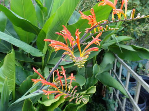 Image of zigzag crocosmia