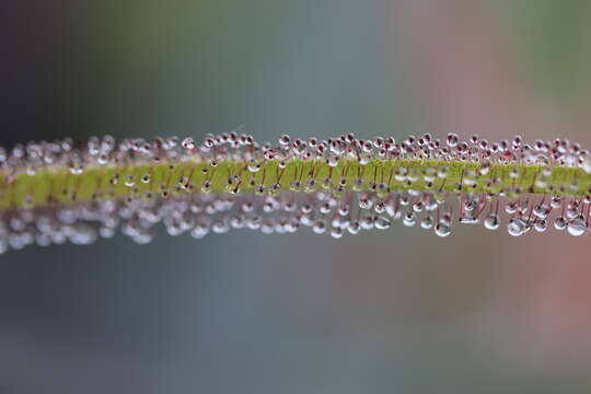 Image de Drosera regia Stephens