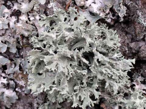 Image of ring lichen