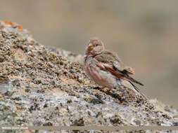 Image of Mongolian Finch