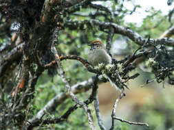 Image of White-browed Tit-Spinetail