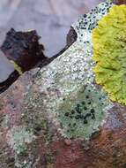 Image of lecidella lichen