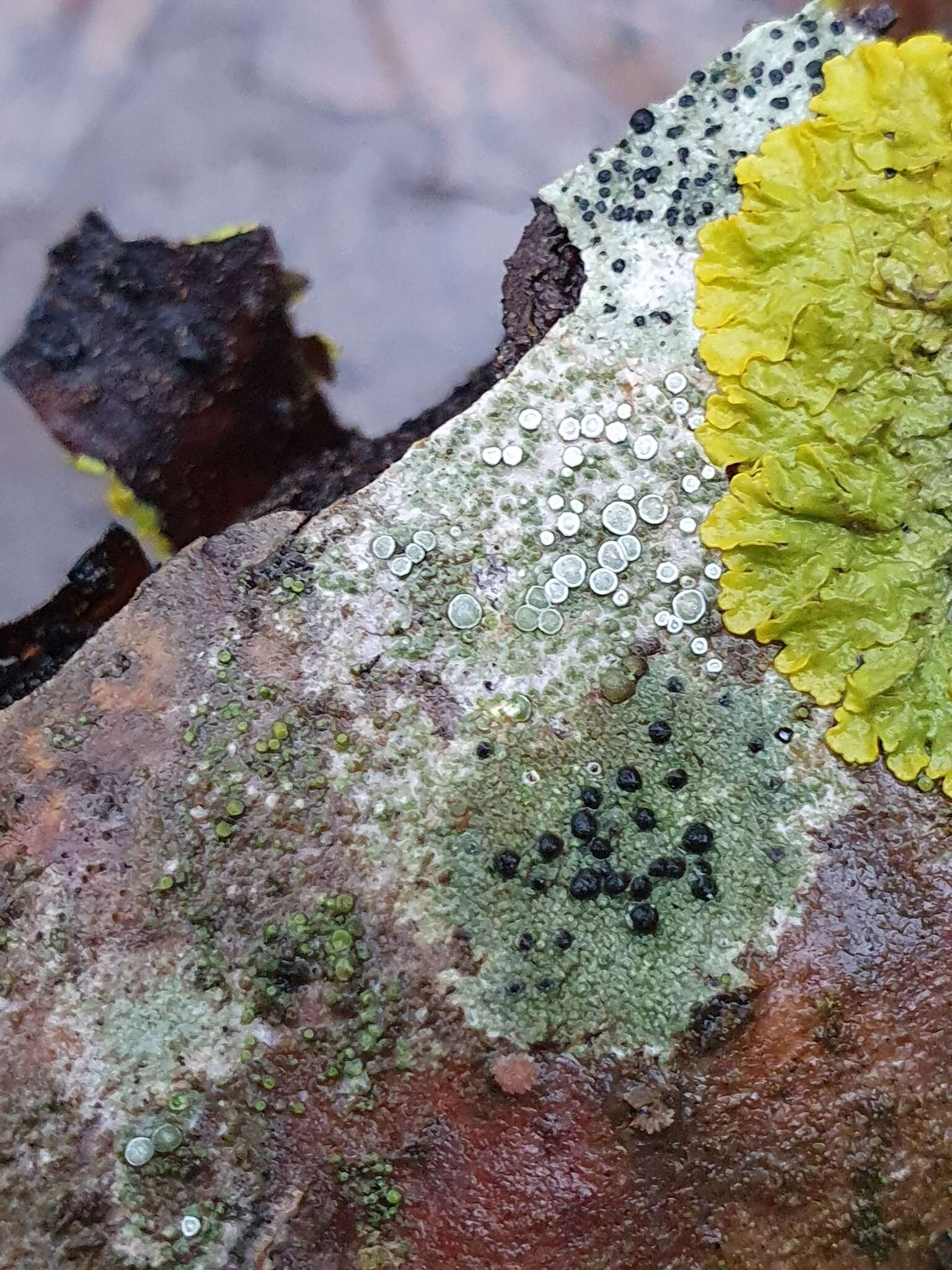 Image of lecidella lichen