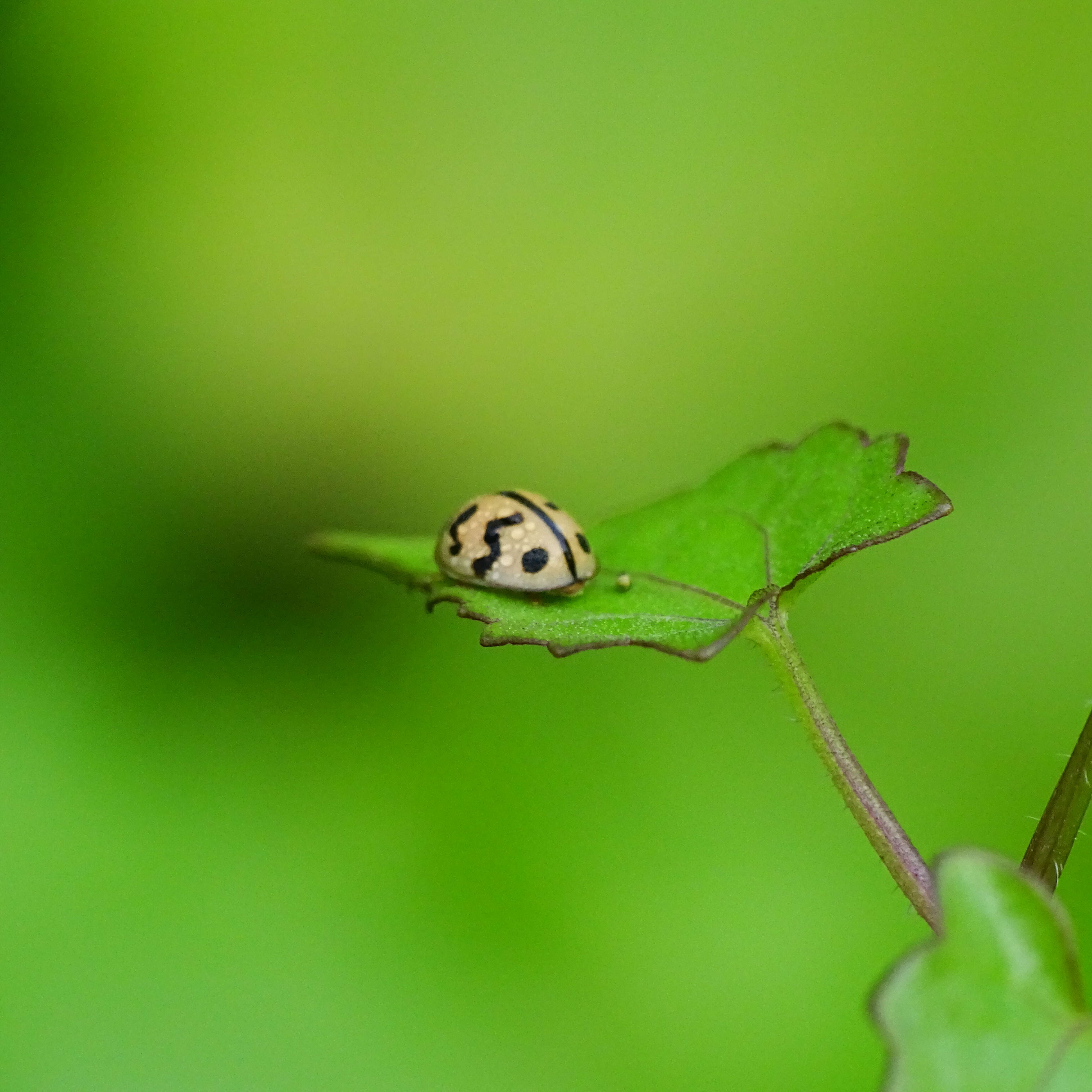 Image of Six-spotted Zigzag Ladybird