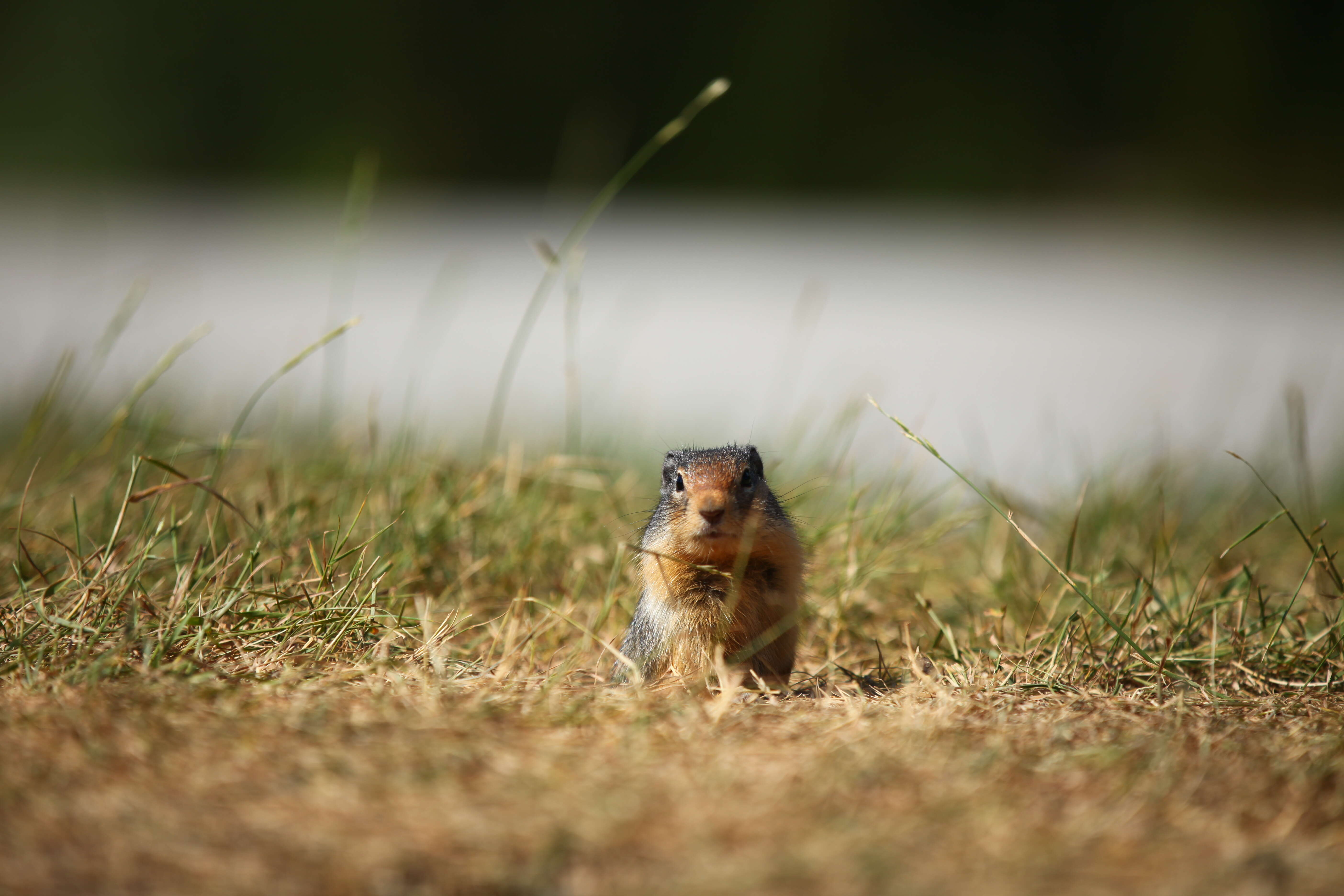 Image of Columbian ground squirrel