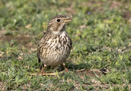 Image of Corn Bunting