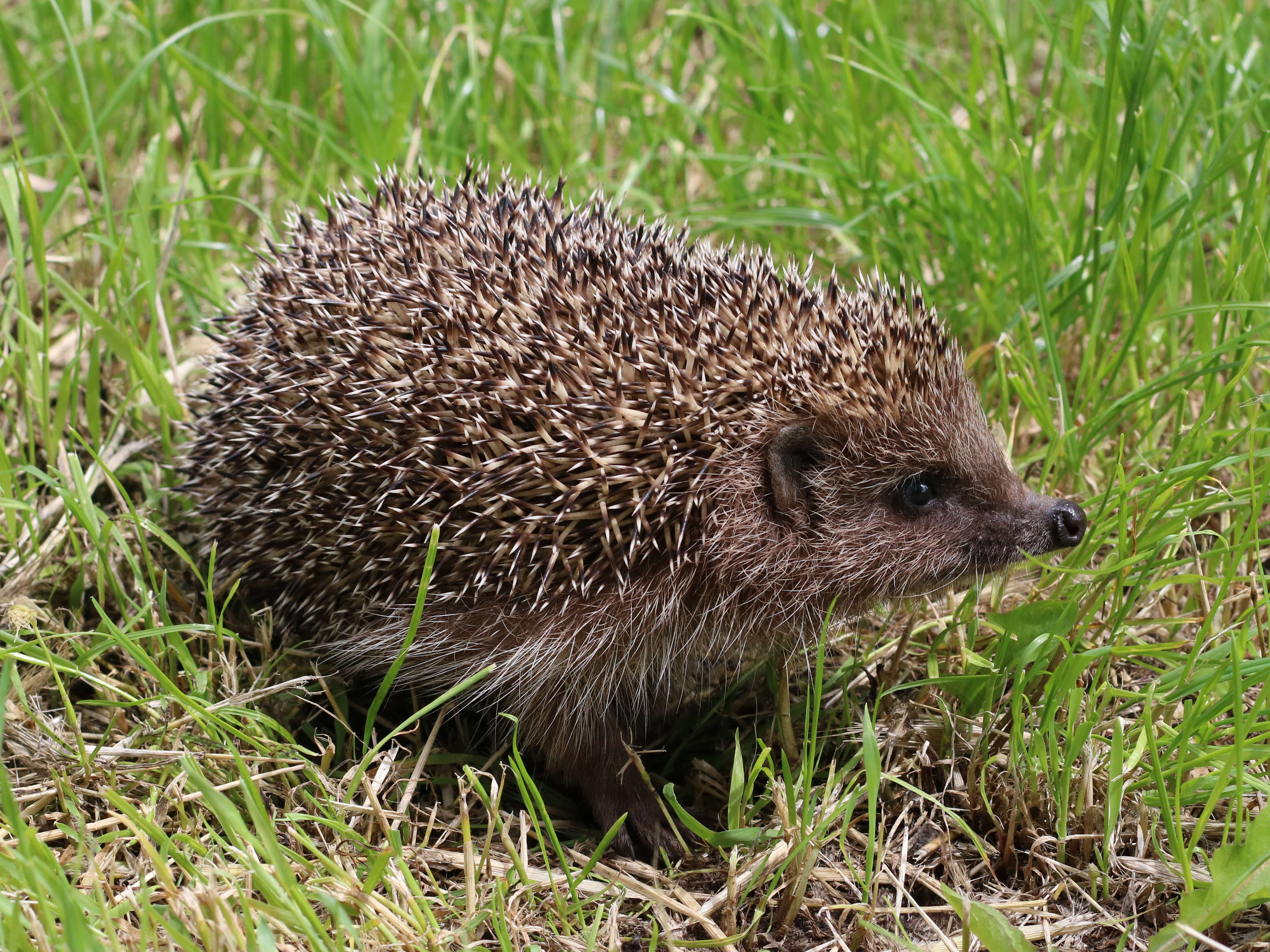 Image of Northern White-Breasted Hedgehog