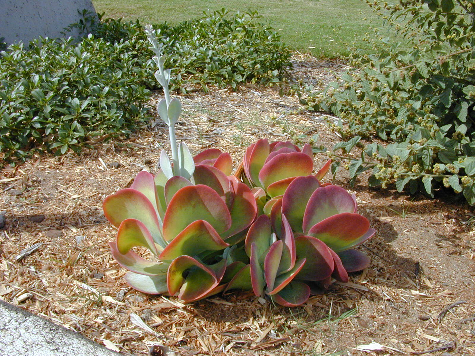 Image of Kalanchoe luciae