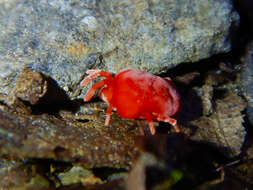 Image of Trombidium holosericeum