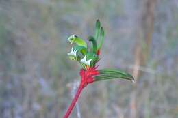 Image of Anigozanthos manglesii D. Don