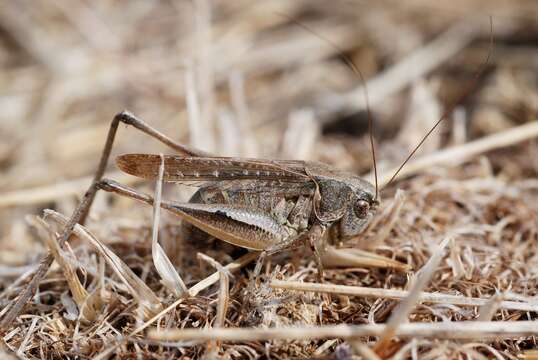 Image of Platycleis albopunctata grisea