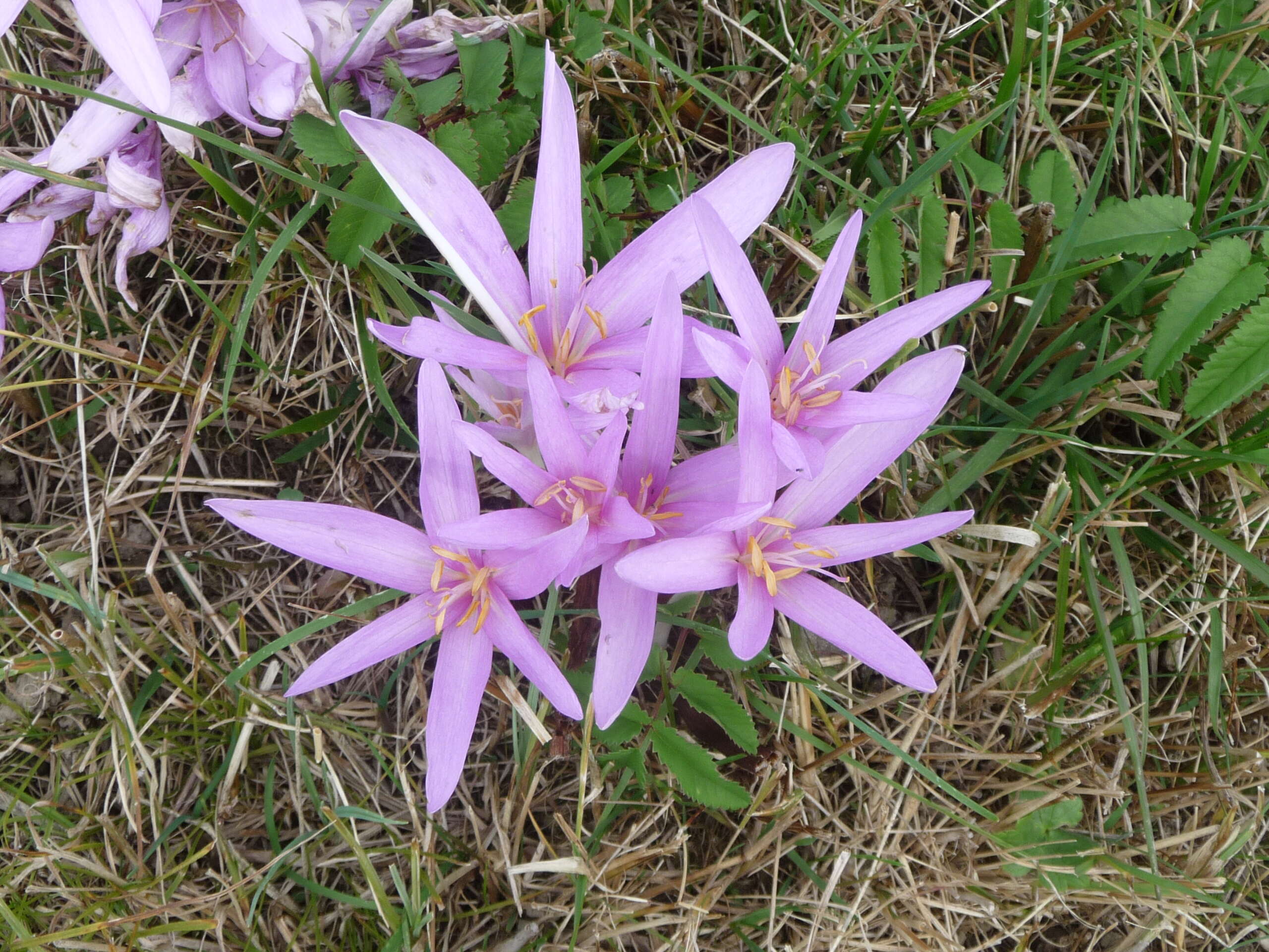 Image of Autumn crocus