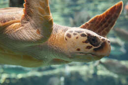 Image of Caretta