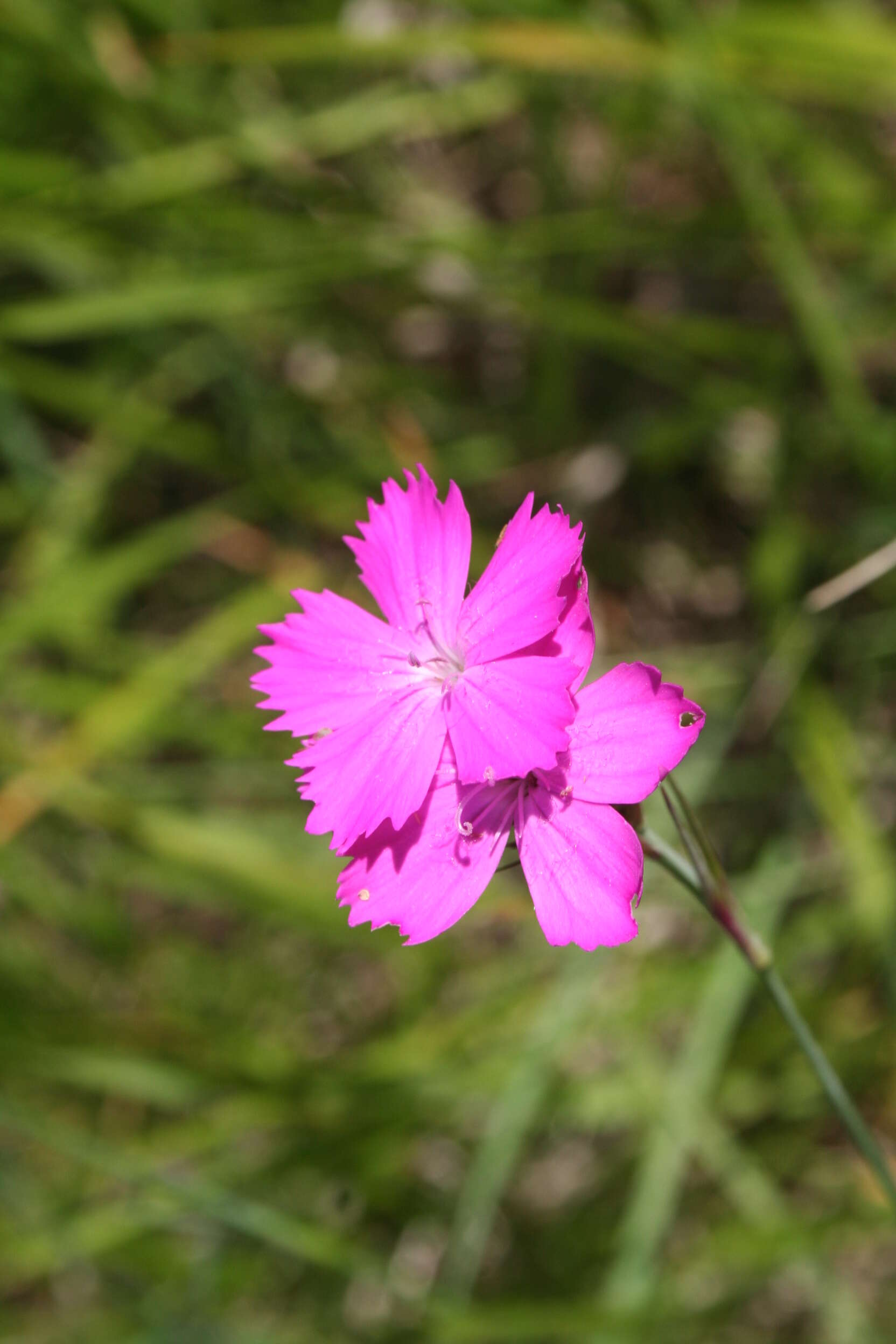 Image of carthusian pink