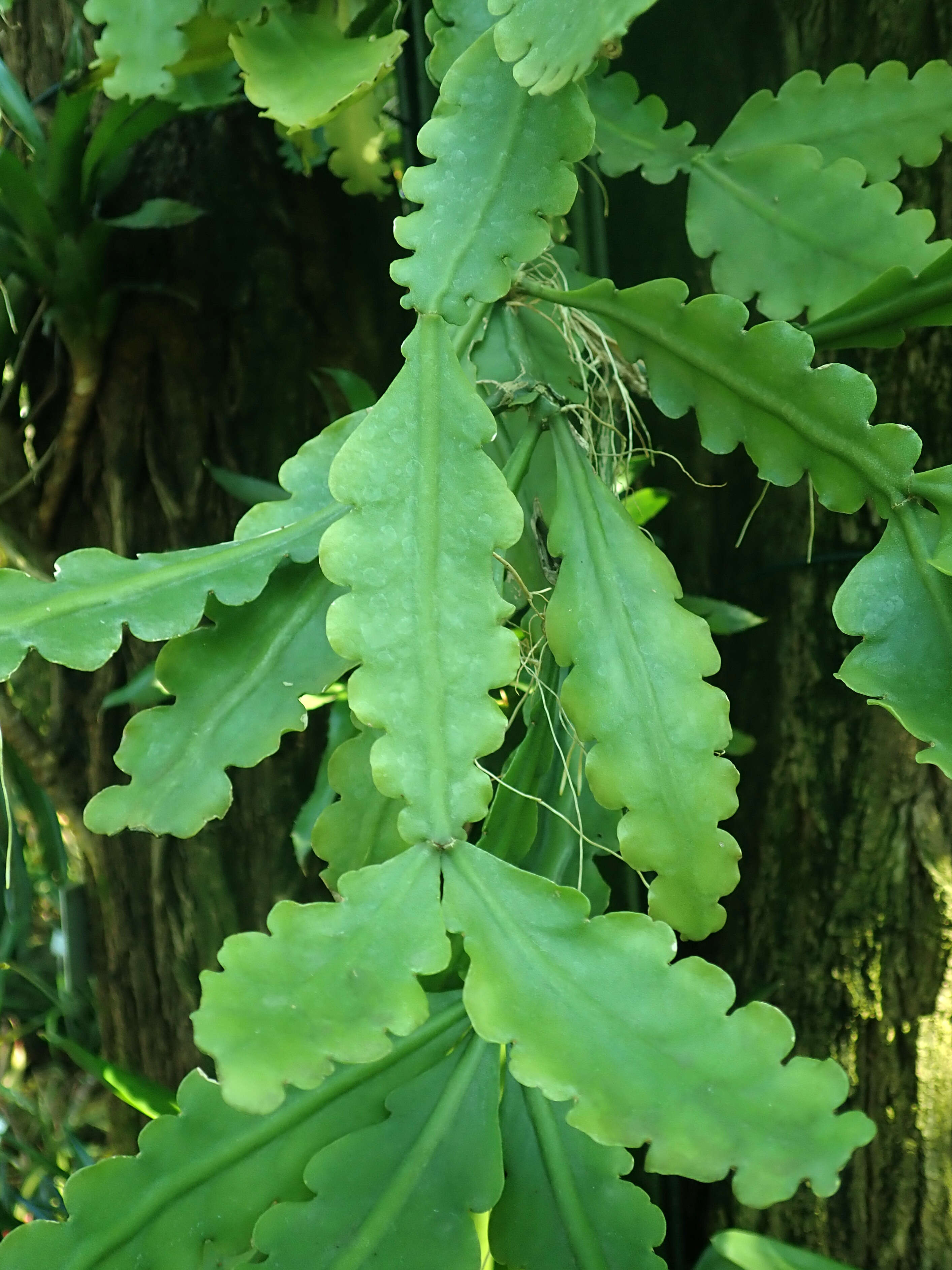 Image of Rhipsalis crispata Pfeiff.