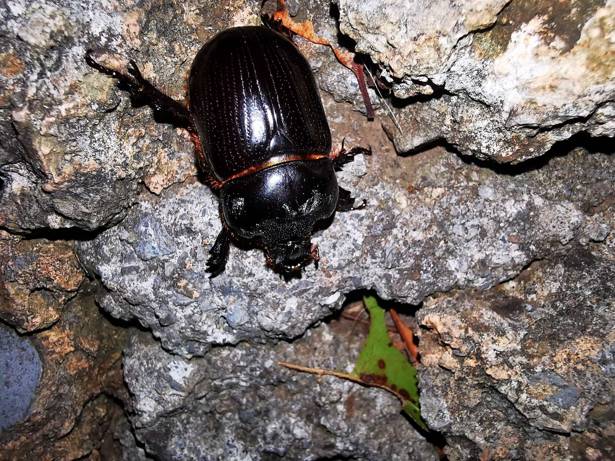 Image of Rhinoceros Beetles