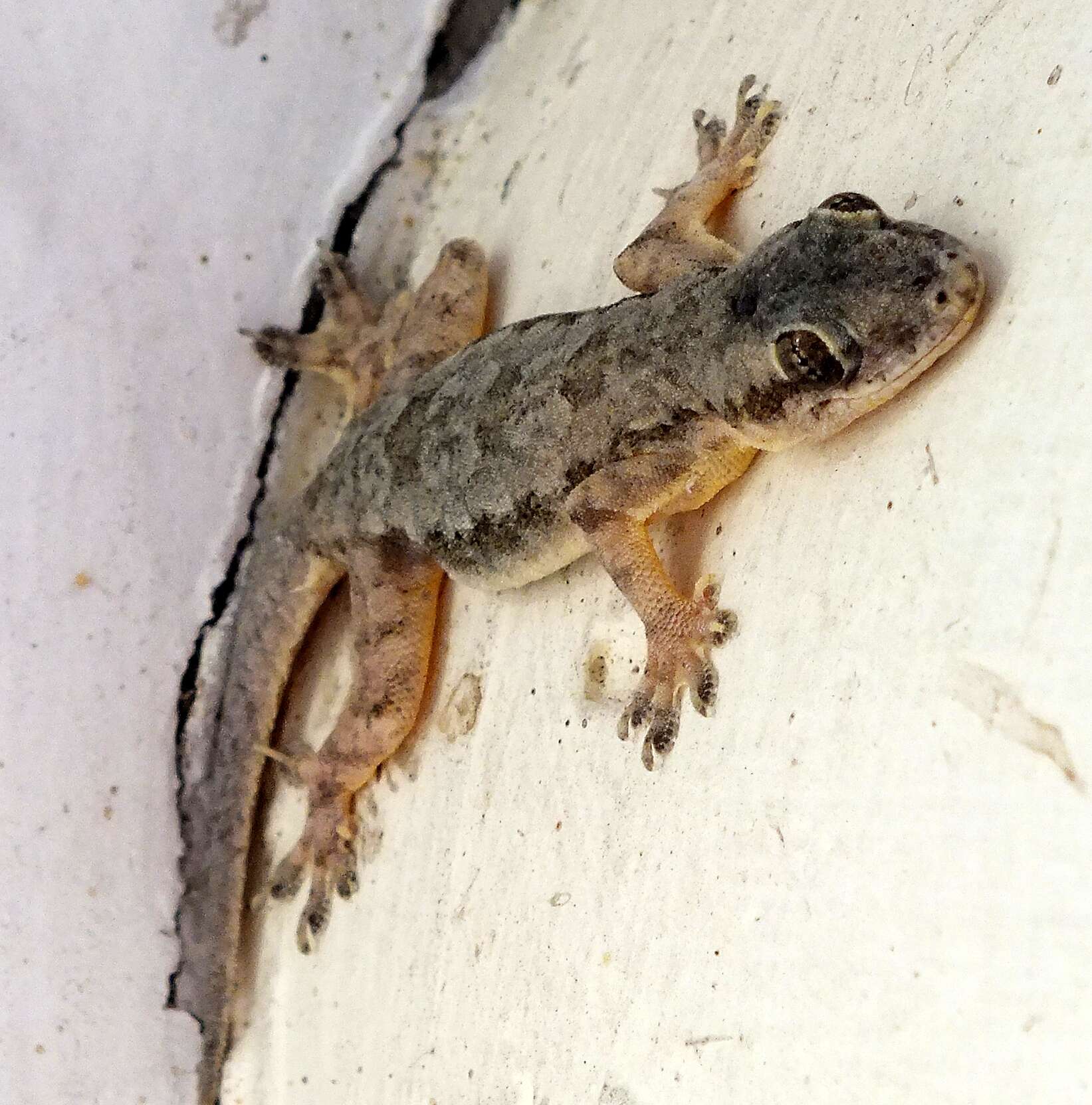 Image of Flat-tailed House Gecko