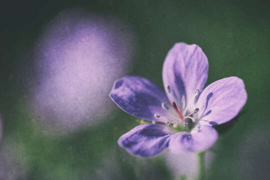 Image of Wood Crane's-bill