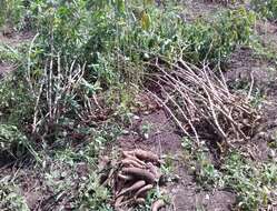 Image of cassava