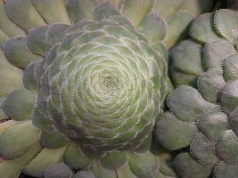 Image of Aeonium tabuliforme