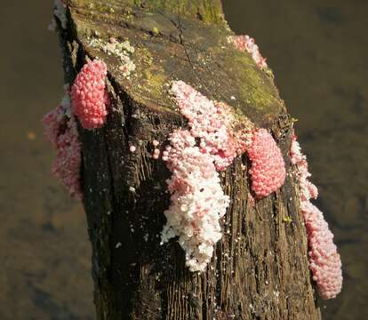 Image of Channeled Applesnail