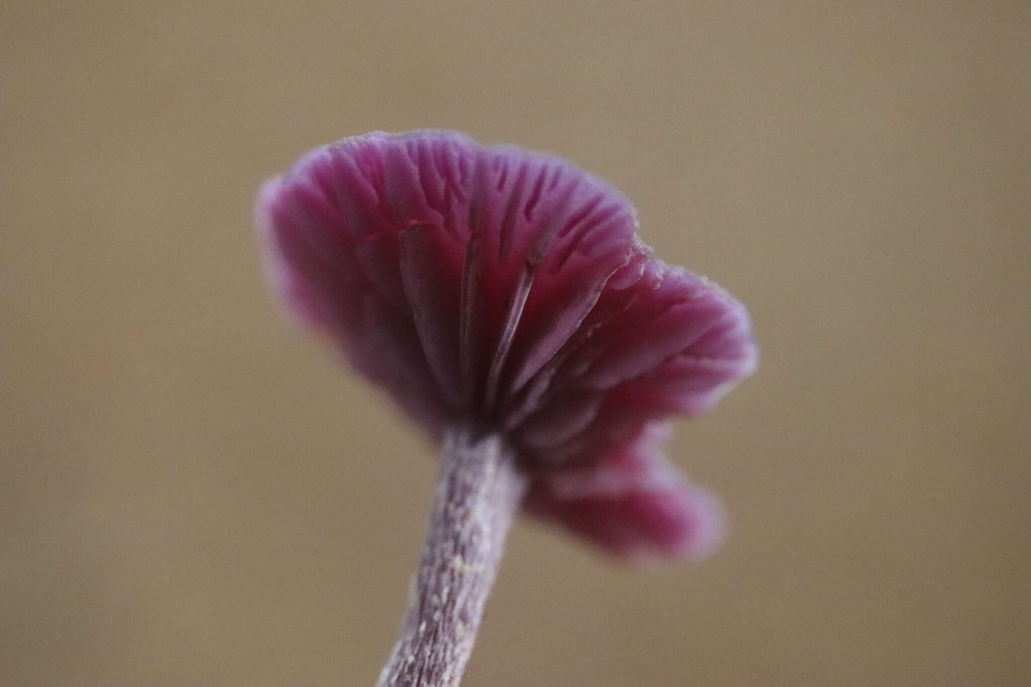 Image of Laccaria amethystina Cooke 1884